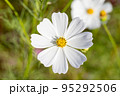 高知県 宮の前公園のコスモス 95292506