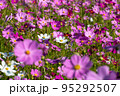 高知県 宮の前公園のコスモス 95292507