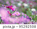 高知県 宮の前公園のコスモス 95292508