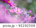 高知県 宮の前公園のコスモス 95292509