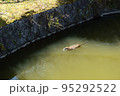 公園の池を泳ぐ一匹のヌートリア 95292522