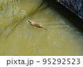 公園の池を泳ぐ一匹のヌートリア 95292523