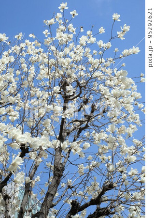 コブシの花 コブシの花 95292621