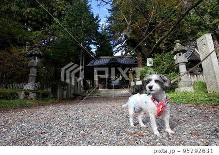 ミックス犬 ミックス犬 95292631