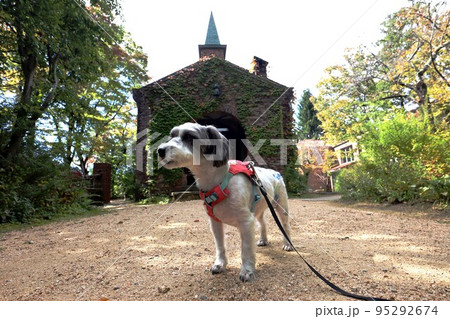 ミックス犬 95292674