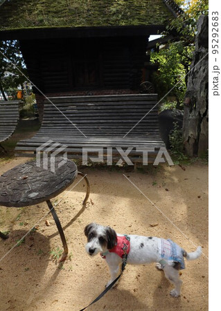 ミックス犬 95292683