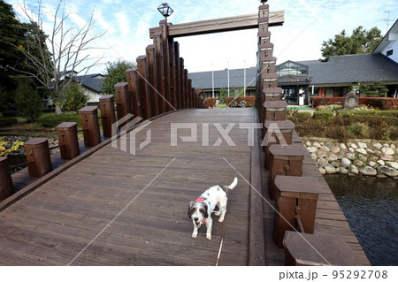 ミックス犬 95292708