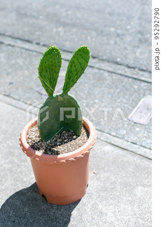 うちわさぼてん　サボテン　多肉植物 95292790
