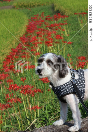 ミックス犬 95292830