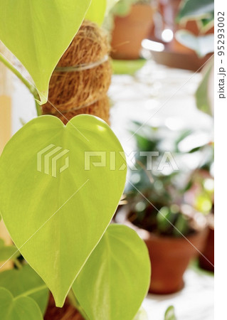 フィロデンドロン・オキシカルジウム・ライムの葉の縦向きの写真③ フィロデンドロン・オキシカルジウム・ライムの葉の縦向きの写真③ 95293002