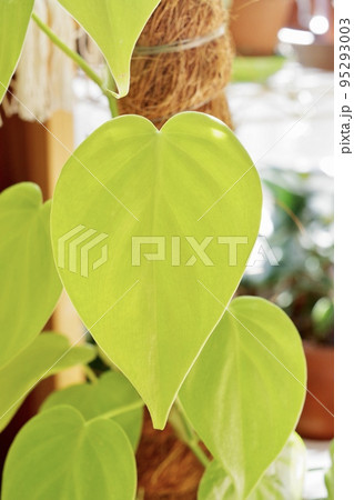 フィロデンドロン・オキシカルジウム・ライムの葉の縦向きの写真④ フィロデンドロン・オキシカルジウム・ライムの葉の縦向きの写真④ 95293003