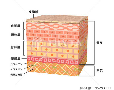 肌　皮膚　表皮　スキン　人間　人体　構造 95293111
