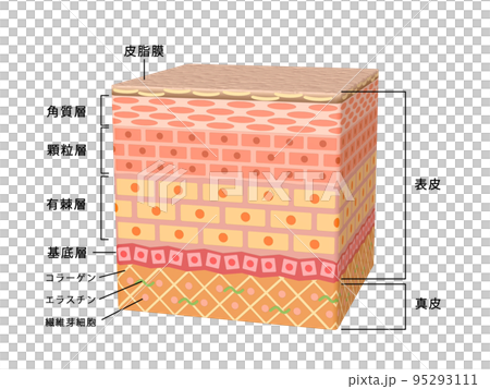 肌　皮膚　表皮　スキン　人間　人体　構造 95293111