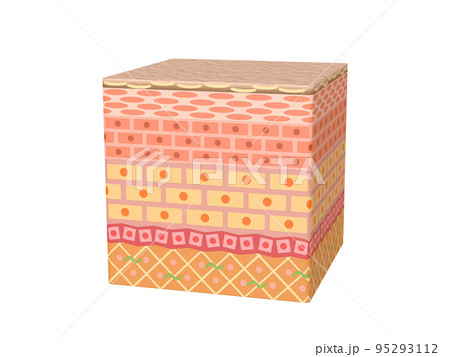 肌 皮膚 表皮 スキン 人間 人体 構造 肌 皮膚 表皮 スキン 人間 人体 構造 95293112