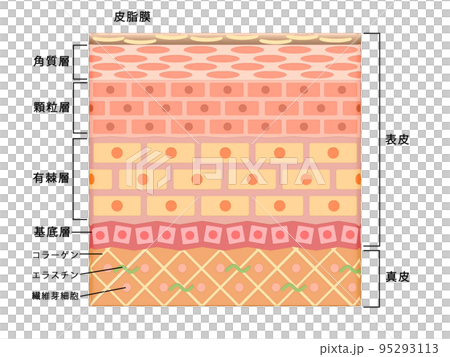 皮膚皮膚表皮皮膚人體結構 95293113