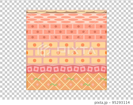 皮膚皮膚表皮皮膚人體結構 95293114