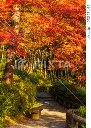 京都嵯峨嵐山の秋 世界遺産 紅葉の天龍寺 望京の丘 京都嵯峨嵐山の秋 世界遺産 紅葉の天龍寺 望京の丘 95293146