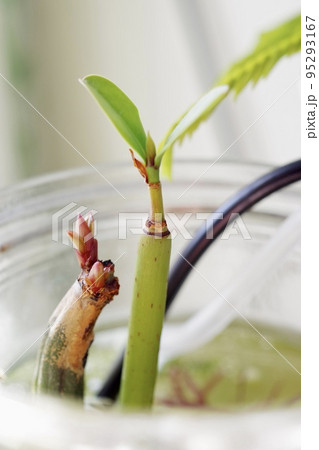 マングローブのメヒルギとオヒルギが植るボトルアクアリウムの縦向きの写真① 95293167