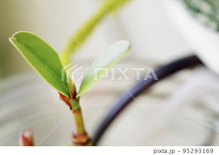 マングローブのメヒルギとオヒルギが植るボトルアクアリウムの横向きの写真① 95293169