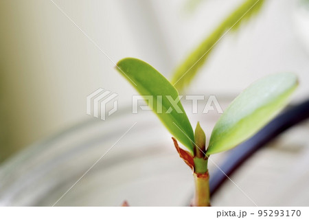 マングローブのメヒルギとオヒルギが植るボトルアクアリウムの横向きの写真② 95293170