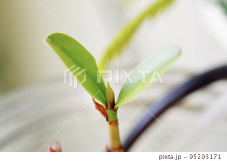 マングローブのメヒルギとオヒルギが植るボトルアクアリウムの横向きの写真③ 95293171