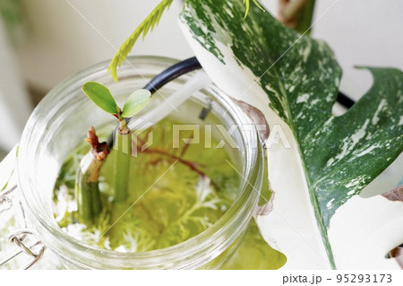 マングローブのメヒルギとオヒルギが植るボトルアクアリウムの横向きの写真⑤ 95293173