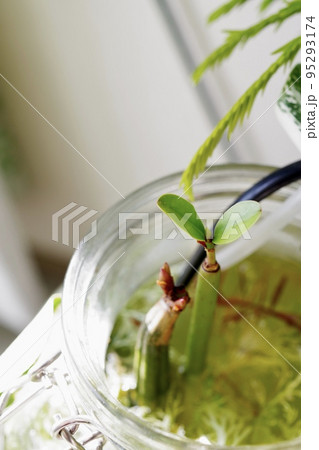 マングローブのメヒルギとオヒルギが植るボトルアクアリウムの縦向きの写真③ 95293174