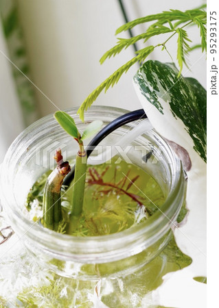 マングローブのメヒルギとオヒルギが植るボトルアクアリウムの縦向きの写真④ 95293175