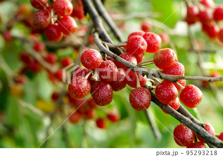 秋茱萸の実 95293218