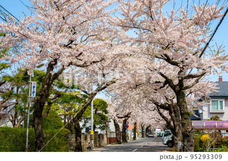 春の北海道・函館市で見た、満開の桜並木と快晴の青空 95293309