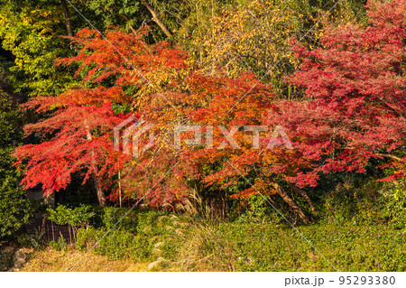 京都嵯峨嵐山の秋　小倉池沿いの紅葉と柿 95293380