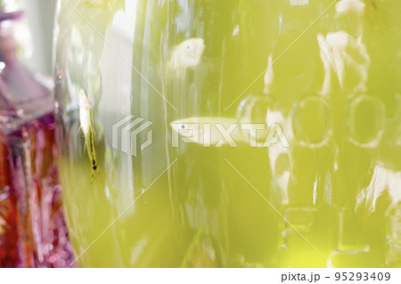 メダカが入っている富栄養化したグリーンウォーターのボトルアクアリウムの横向きの写真③ 95293409