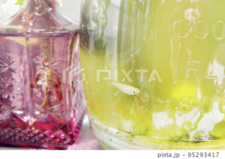 メダカが入っている富栄養化したグリーンウォーターのボトルアクアリウムの横向きの写真① メダカが入っている富栄養化したグリーンウォーターのボトルアクアリウムの横向きの写真① 95293417