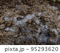 土のカビ 95293620