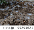 土のカビ 95293621