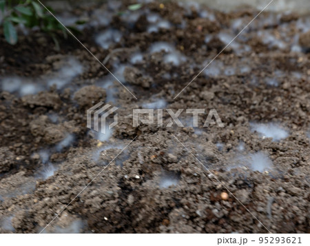 土のカビ 土のカビ 95293621