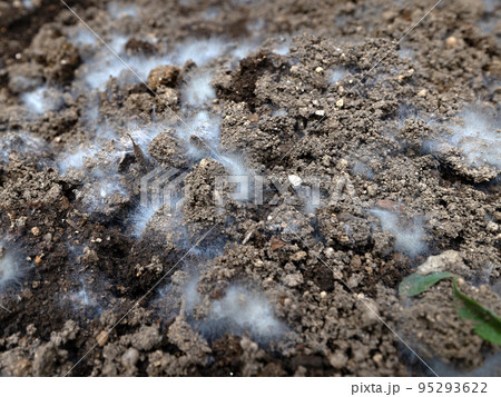 土のカビ 土のカビ 95293622