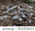 土のカビ 95293623