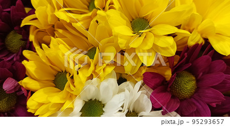 A bouquet of yellow, white, pink chrysanthemums. Close-up. Nature. 95293657