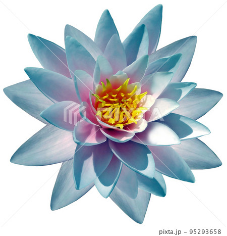 Blue flower lotus on a white isolated background with clipping path. For design. Closeup. Nature. Blue flower lotus on a white isolated background with clipping path. For design. Closeup. Nature. 95293658