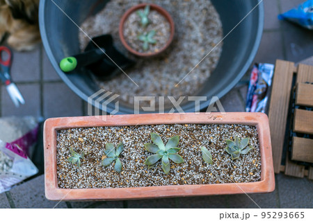 朧月 グラパラリーフ サボテン 多肉植物 朧月 グラパラリーフ サボテン 多肉植物 95293665