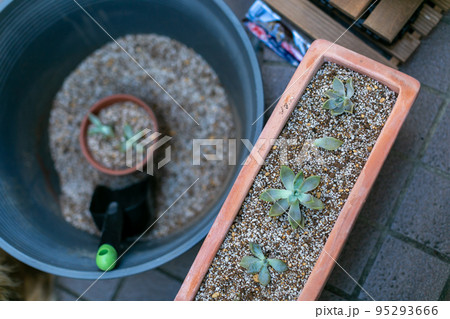 朧月　グラパラリーフ　サボテン　多肉植物 95293666