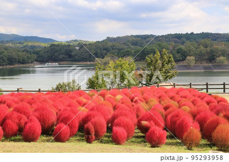 大分農業文化公園のコキア（大分県） 95293958