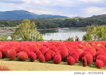 大分農業文化公園のコキア（大分県） 95293959