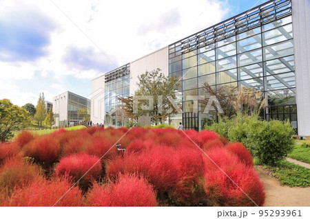 大分農業文化公園のコキア（大分県） 95293961