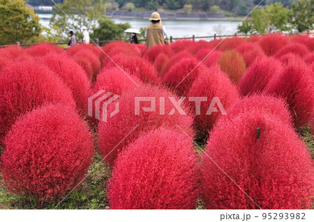 大分農業文化公園のコキア(大分県) 大分農業文化公園のコキア(大分県) 95293982