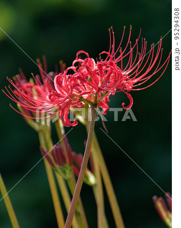 暗部背景の彼岸花 暗部背景の彼岸花 95294308