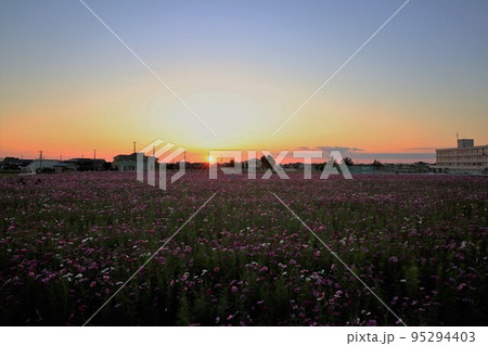 夕日のコスモス畑 夕日のコスモス畑 95294403
