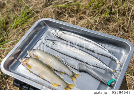 【中津川の河川敷でオートキャンプ 鮎とサンマの塩焼きを作る】 【中津川の河川敷でオートキャンプ 鮎とサンマの塩焼きを作る】 95294642