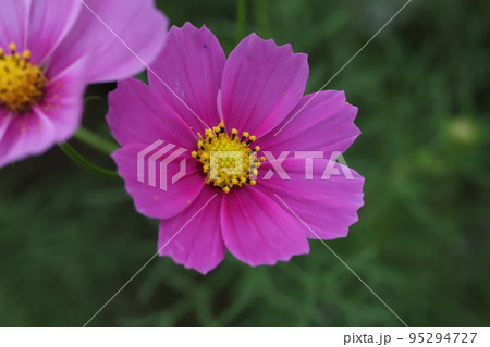 秋の日本の庭に咲くピンク色のコスモスの花 秋の日本の庭に咲くピンク色のコスモスの花 95294727